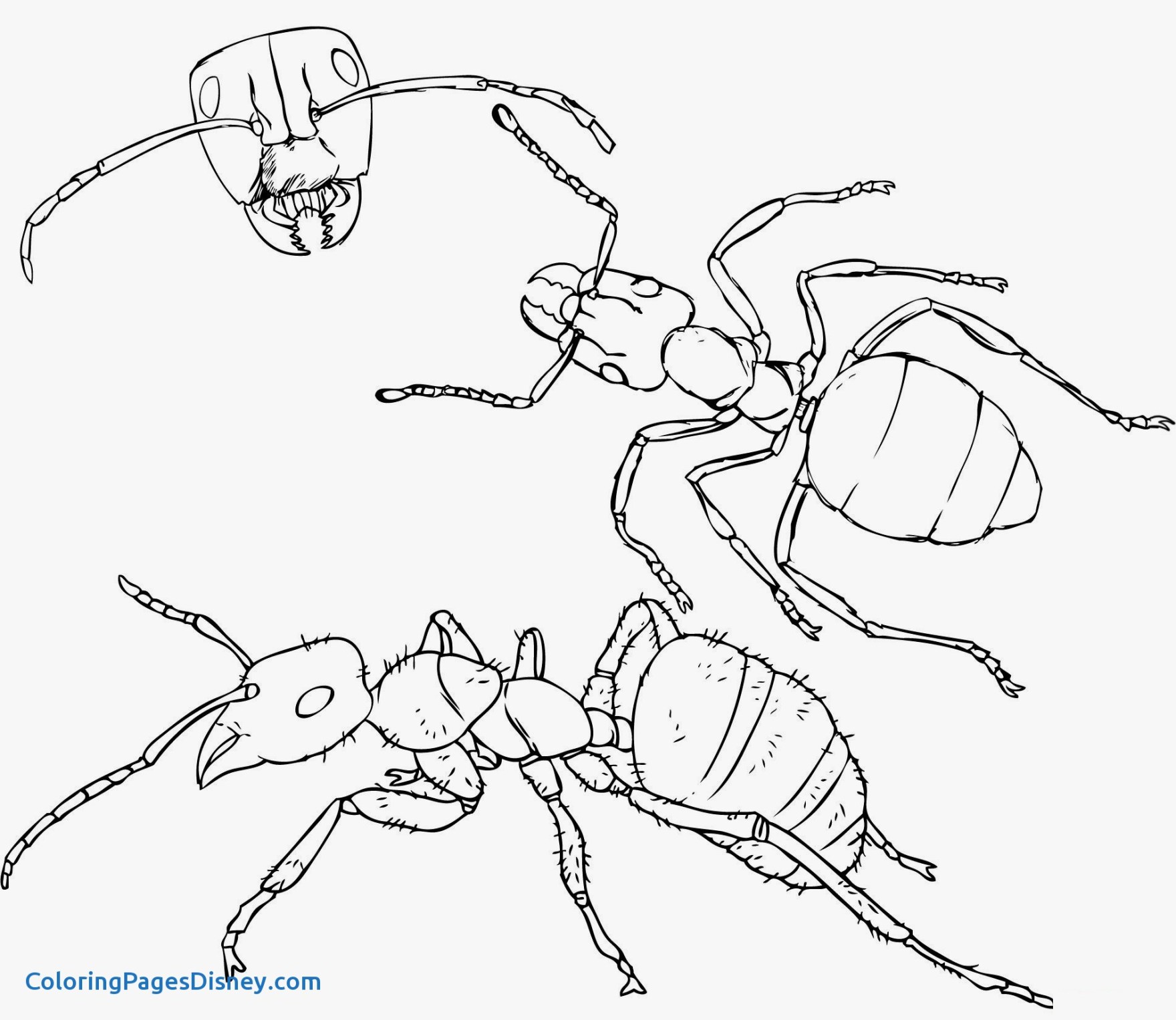 1760x1527 Innovative Ant Hill Coloring Page Confidential 16 De Septiembre