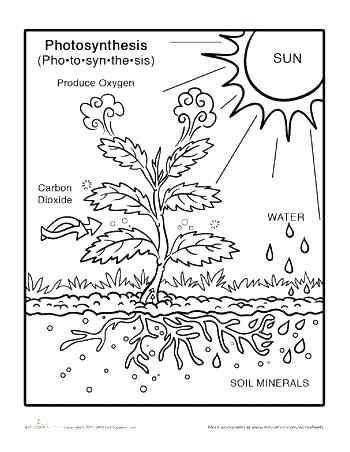 350x452 3rd Grade Coloring Pages