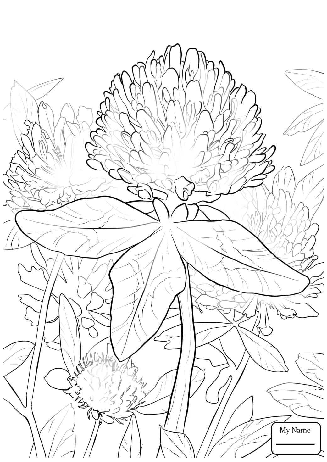1040x1469 Largest 4 Leaf Clover Coloring Page Pages For Kids Animals Free St