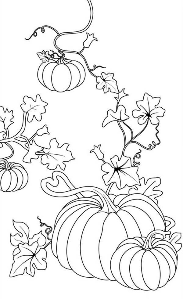 600x980 420 Coloring Pages Beautiful Pumpkins Pumpkins Coloring Page