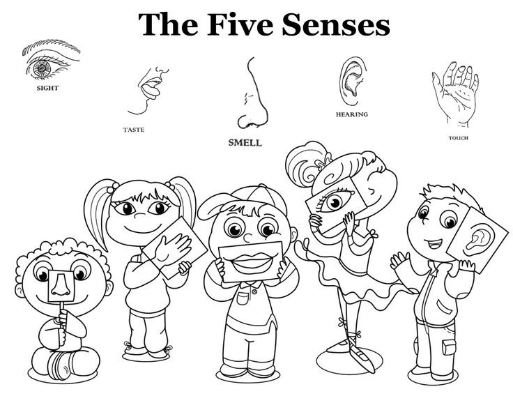 736x568 Five Sense Coloring Pages Inspirational 5 Senses Coloring Pages 5