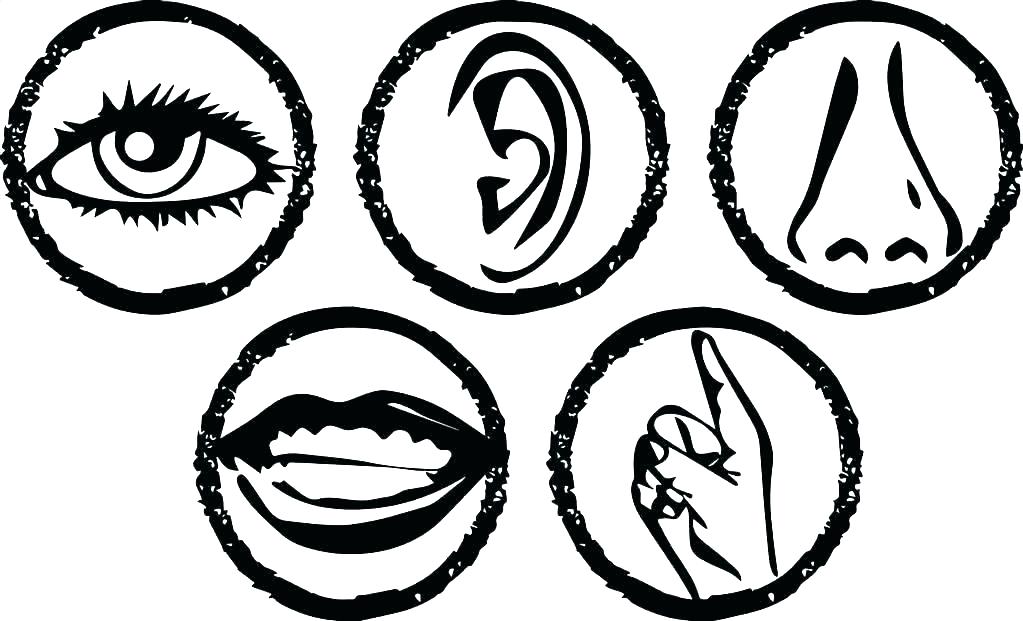1023x621 Five Senses Coloring Sheet With 5 Senses Coloring Page 5 Senses