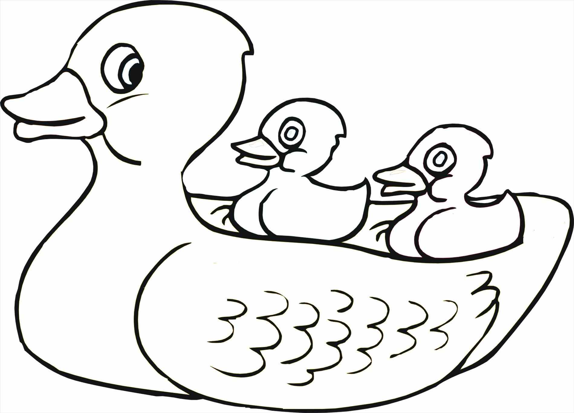 1899x1367 Duck Coloring Page 7 Awesome Book Downloads Area Pages Duck