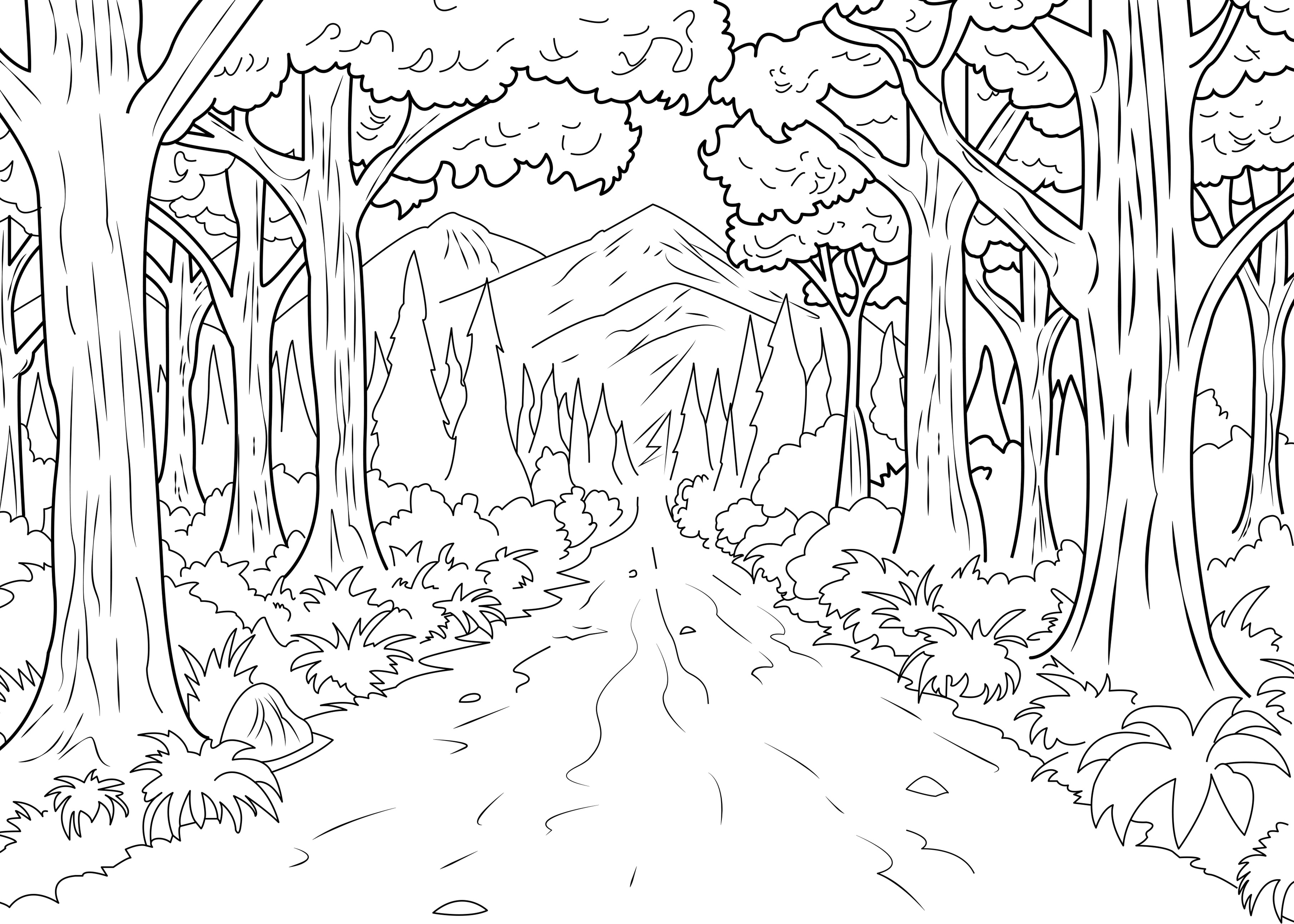3625x2589 Forest Celine