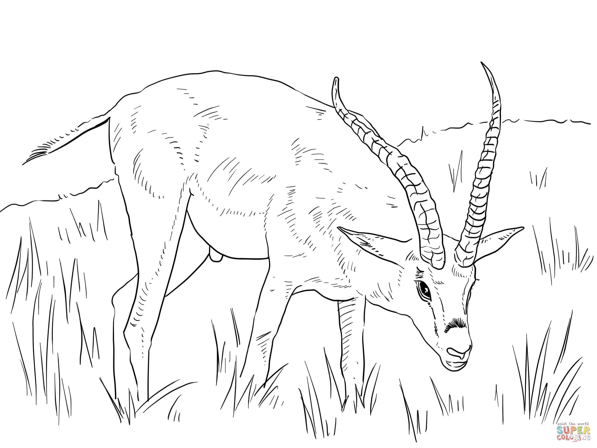 Aardvark Coloring Pages