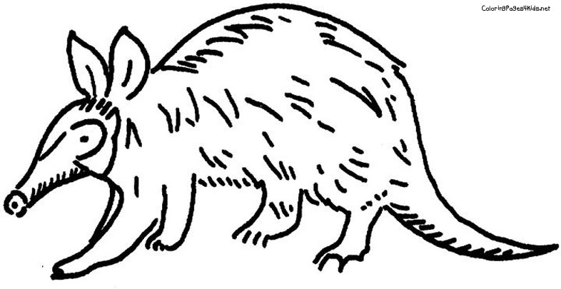 786x405 Aardvark Coloring Page