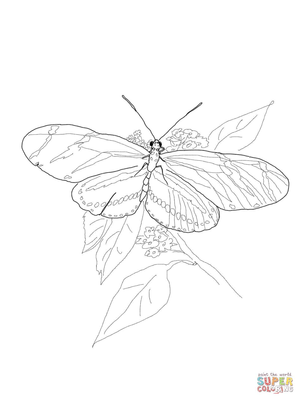 1200x1600 Best Zebra Longwing Butterfly Coloring Page Printable Picture