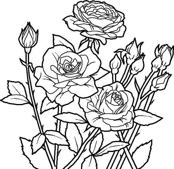 593x577 Coloring Pages Flowers For Adults Coloring Page Of A Flower