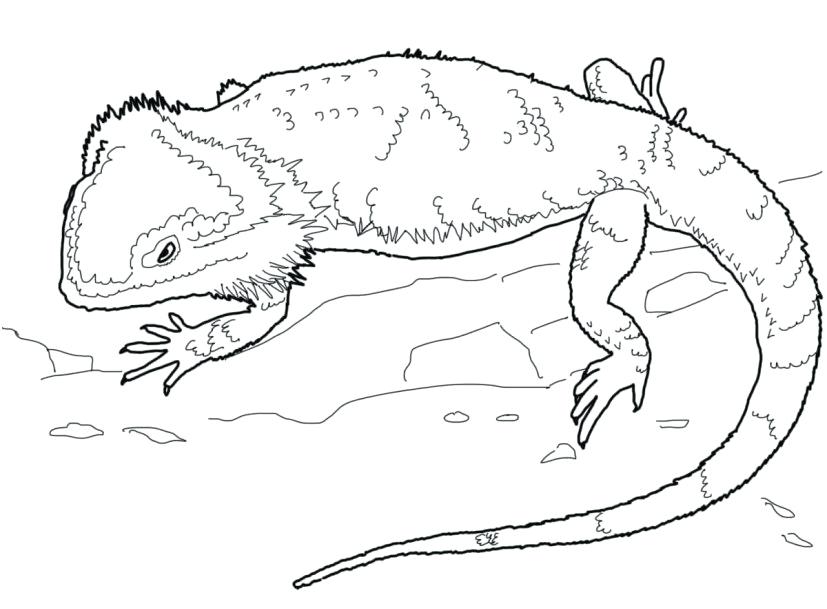 Acacia Tree Coloring Page