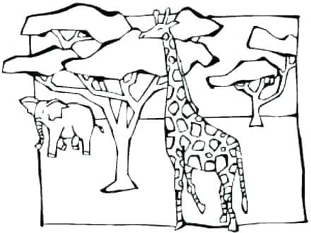 440x330 Acacia Tree Coloring Page Acacia Tree Silhouette Coloring Pages