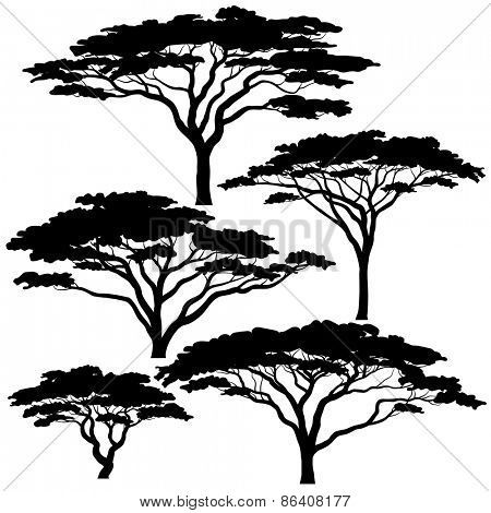450x470 Set Of Eps8 Editable Vector Silhouettes Of Acacia Trees Acacia