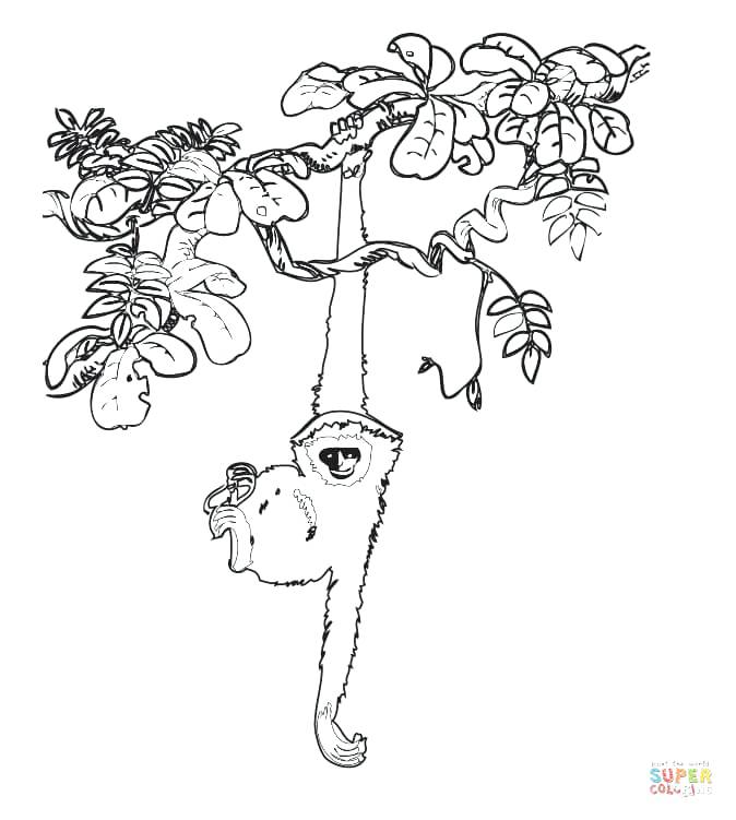 674x751 Tree Drawing At Free For Personal Use Acacia Tree Coloring Page