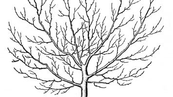 355x200 Acacia Tree Coloring Pages To Print Coloring For Kids 2018