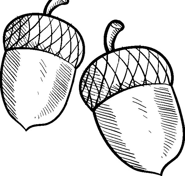 600x571 Acorn Coloring Sheet Charming Acorn Coloring Pages 26 In Coloring