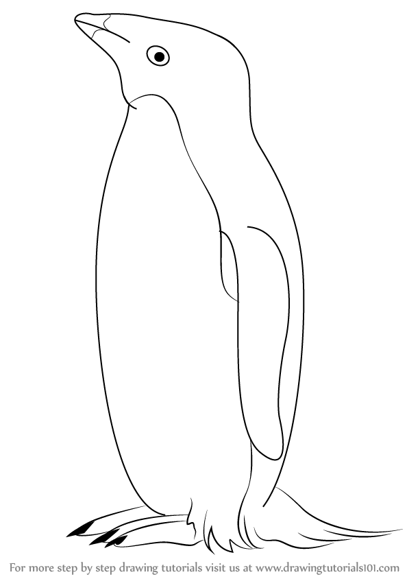 594x844 Learn How To Draw An Adelie Penguin (Antarctic Animals) Step By