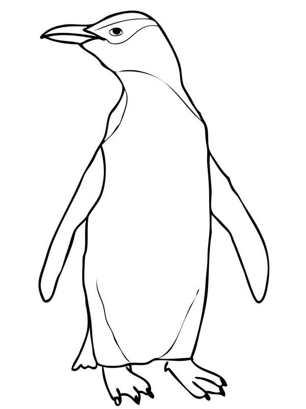 600x800 A Realistic Drawing Of Yellow Eyed Penguin Coloring Page Bags
