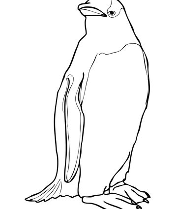 360x425 Adeliepenguinscoloringpage Gentoo Penguin Coloring Page Free
