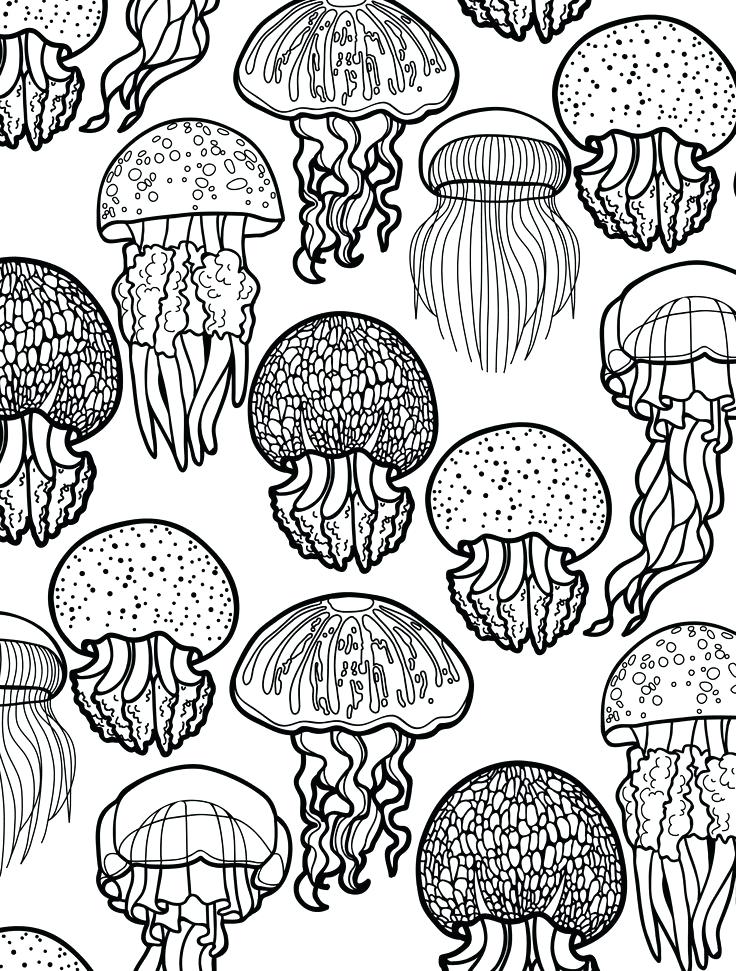 736x971 Oversized Coloring Books Free Printable Insect Animal Adult
