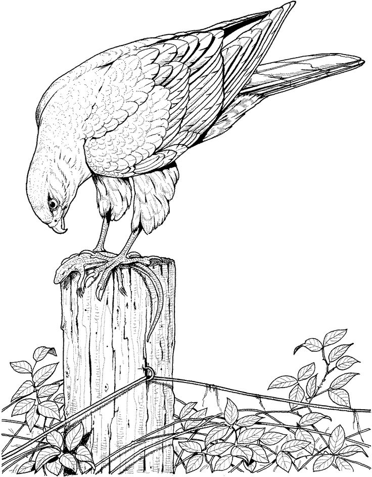 736x944 Bird Coloring Pages For Adults Best 25 Bird Coloring Pages Ideas