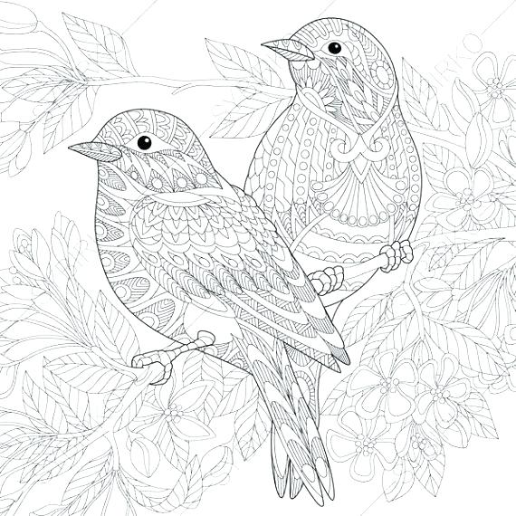570x570 Realistic Bird Coloring Pages Birds Coloring Page 6 2 The Angry