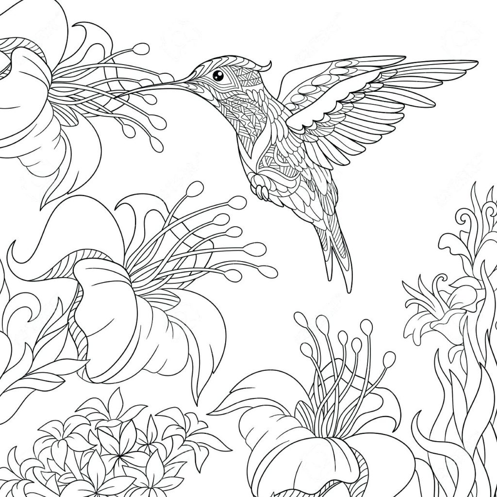 1024x1024 Coloring Pages ~ Hummingbird Coloring Pages Calliope Birds