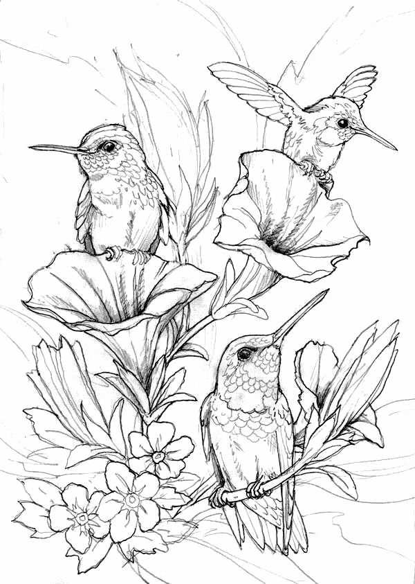 600x843 268 Best Coloring Pages Birds Images On Coloring Books