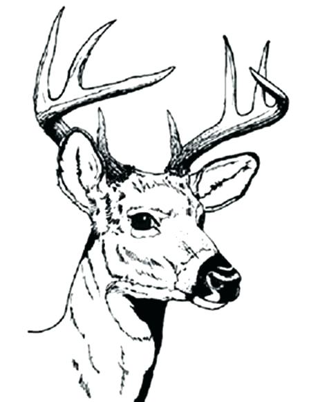447x582 Deer Hunting Coloring Pages Deer Color Pages Free Deer Coloring