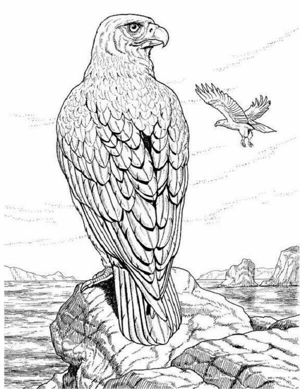 600x777 Pin By Susan Carrell On Eagle Sketches Woodburning