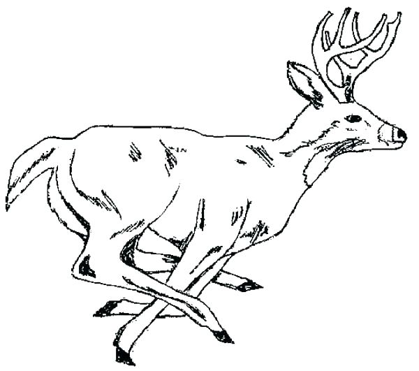 600x531 Coloring Pages Deer Pen And Watercolor Adult Coloring Instant