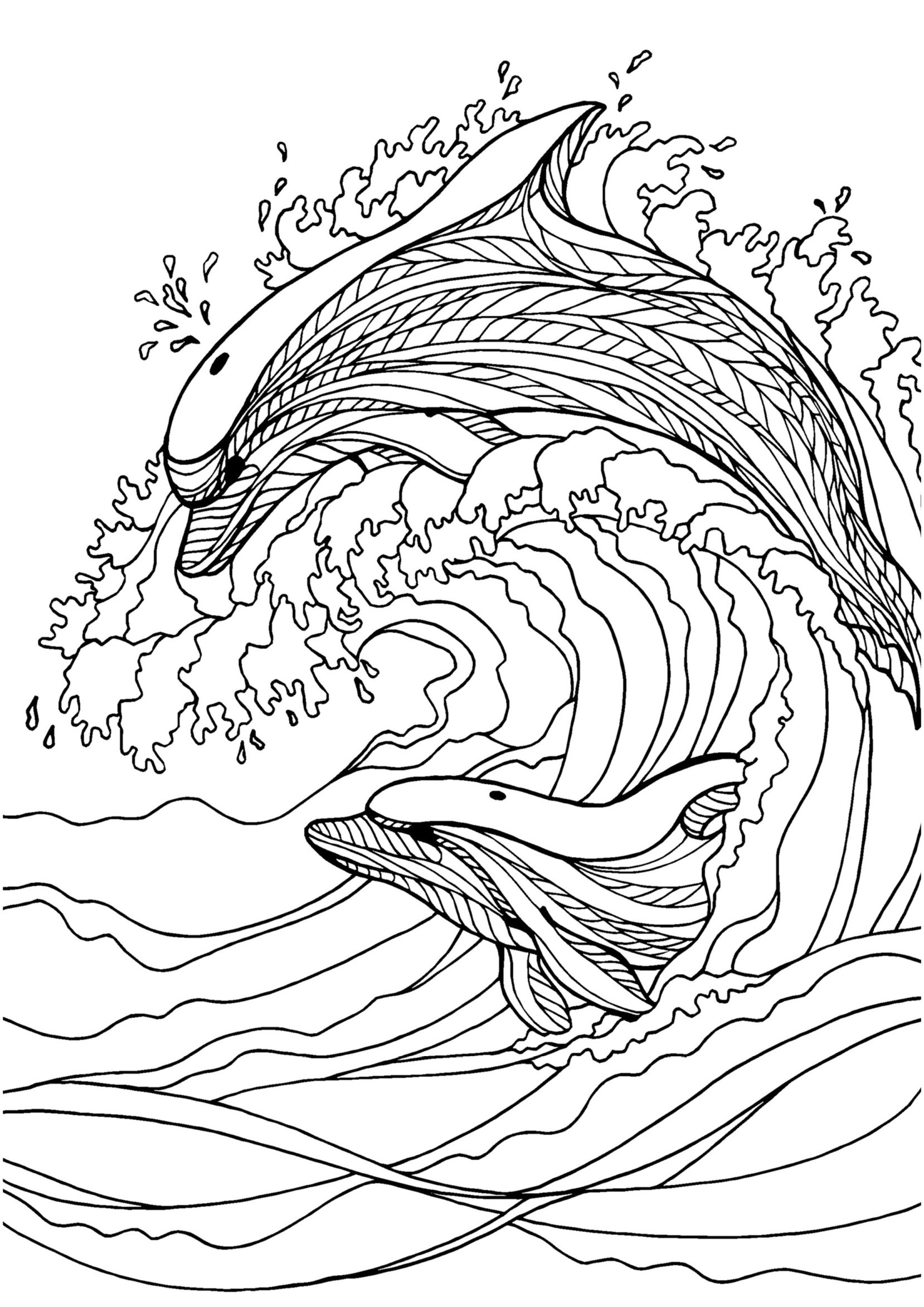 1658x2345 Dolphin Adult Colouring Page In Sheets Art Craft Beauteous