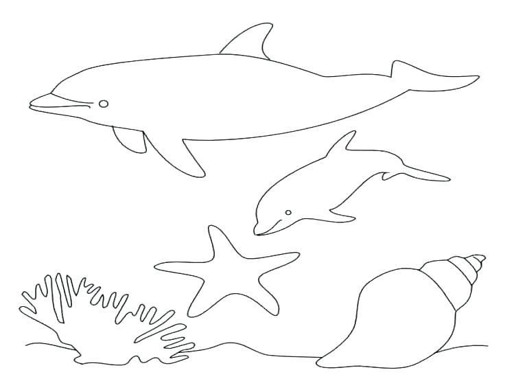 736x552 Dolphin Coloring Pages To Print Out Dolphin Coloring Sheet Adult