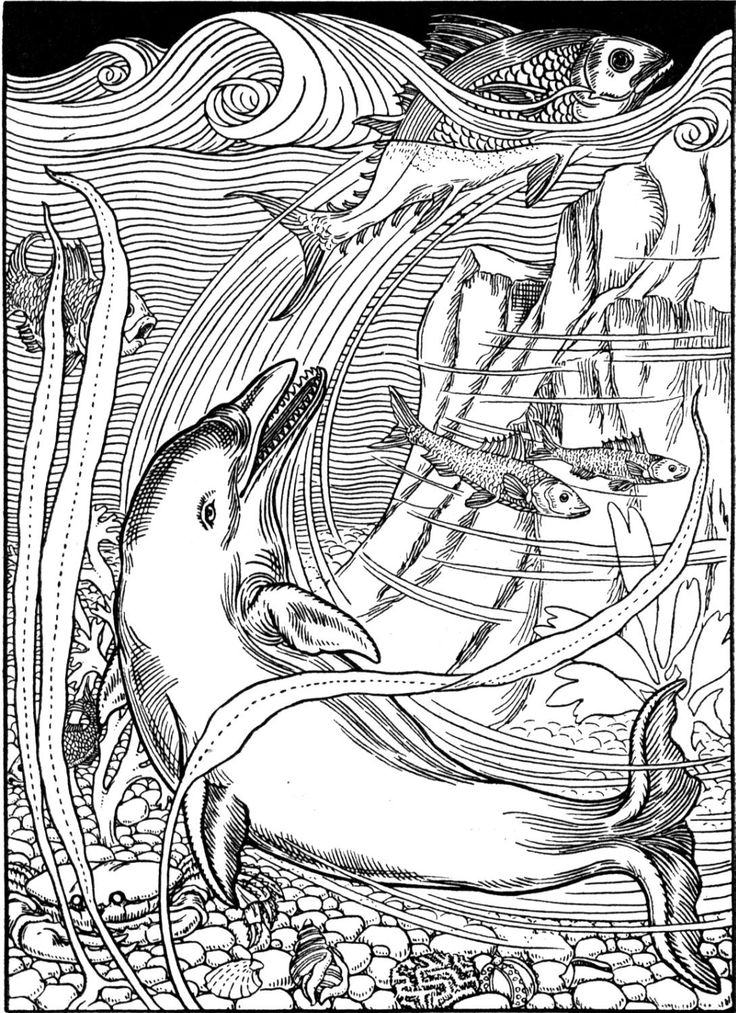 736x1013 Dolphin Adult Coloring Pages Printable Free Free