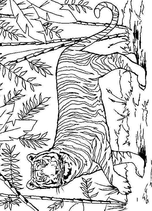 528x735 Lions And Tigers