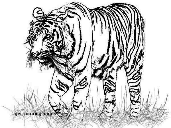 Adult Coloring Pages Tiger