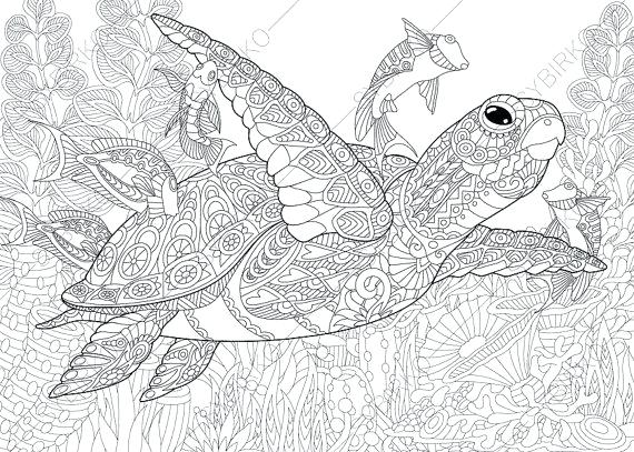 570x407 Coloring Pages Turtle Turtle Coloring Pages For Adults Best Turtle