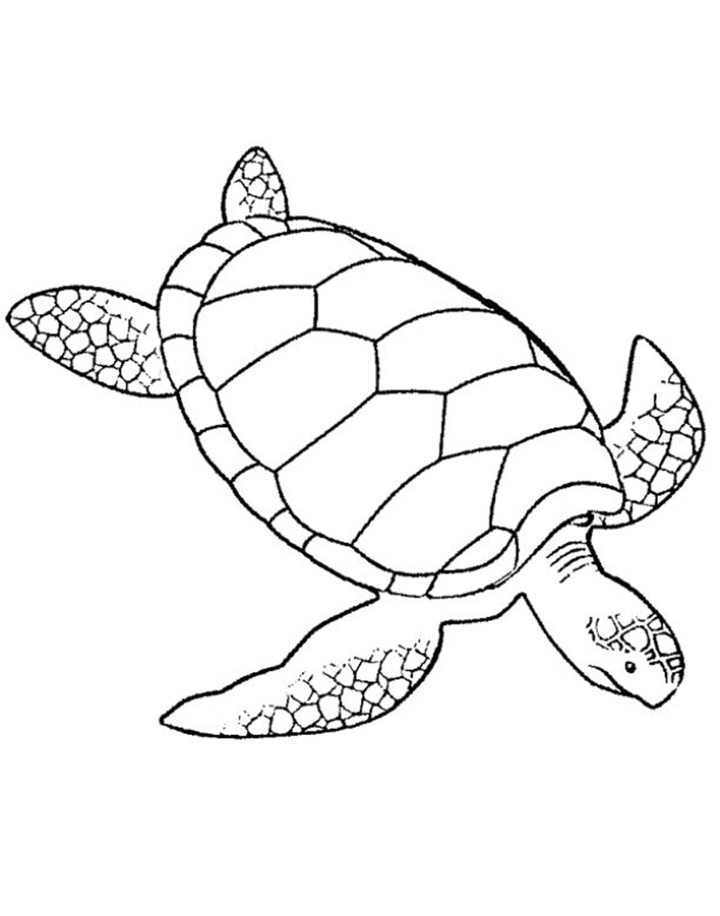 2500x3178 Inspiring Adult Coloring Pages Turtle Pics For Style And Ideas