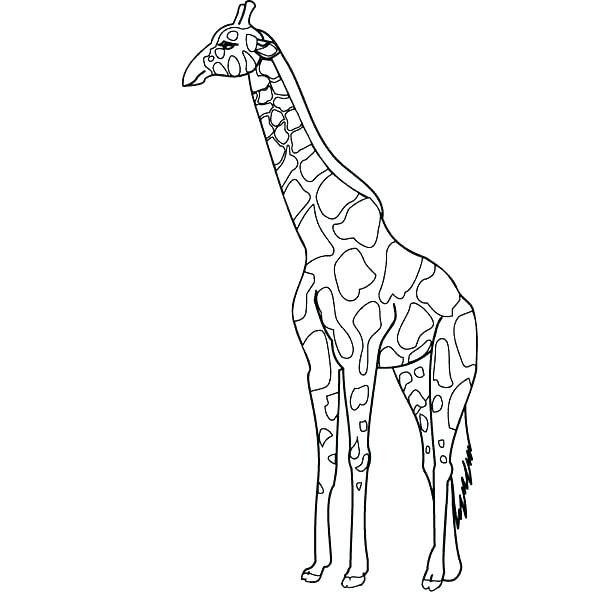 600x600 Giraffe Coloring Pages Pdf Coloring Pages Giraffe Coloring Pages