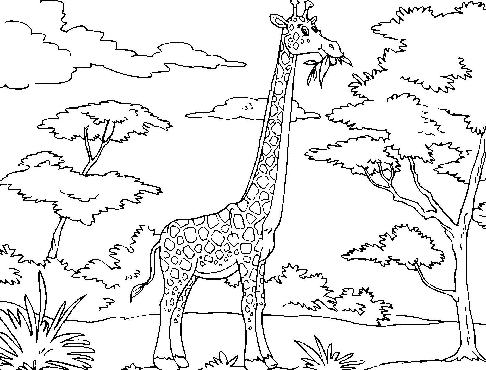 1866x1422 Homely Inpiration Giraffe Coloring Pages 2 To Print Printable
