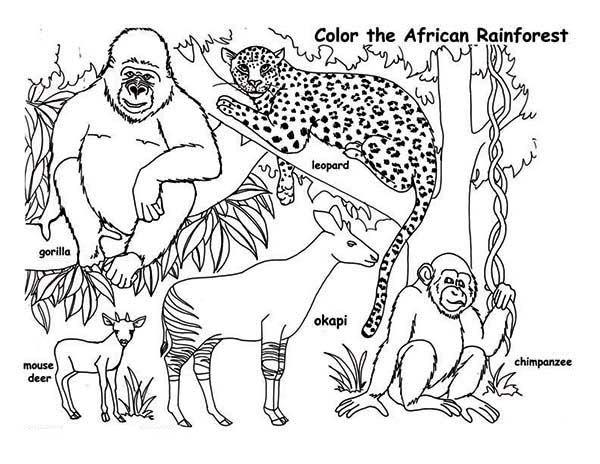 600x464 African Rainforest Animals Coloring Page