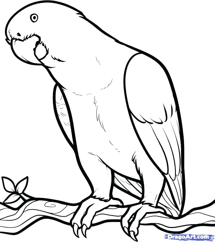 687x773 Animal Coloring Pages Animal Coloring Pages Coloring Pages Animals