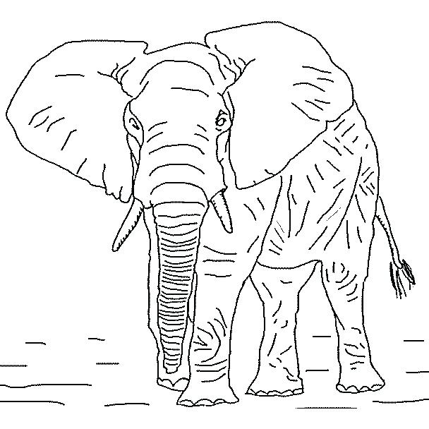 608x608 African Elephant Coloring Page Elephant Coloring Pages Elephant