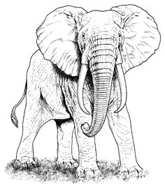 236x271 African Elephant Color Page Kids Coloring Pages