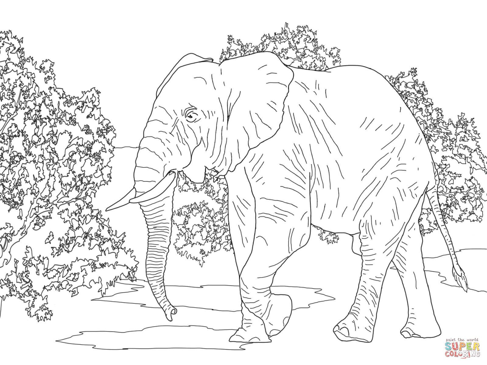 1600x1200 African Elephants Coloring Pages