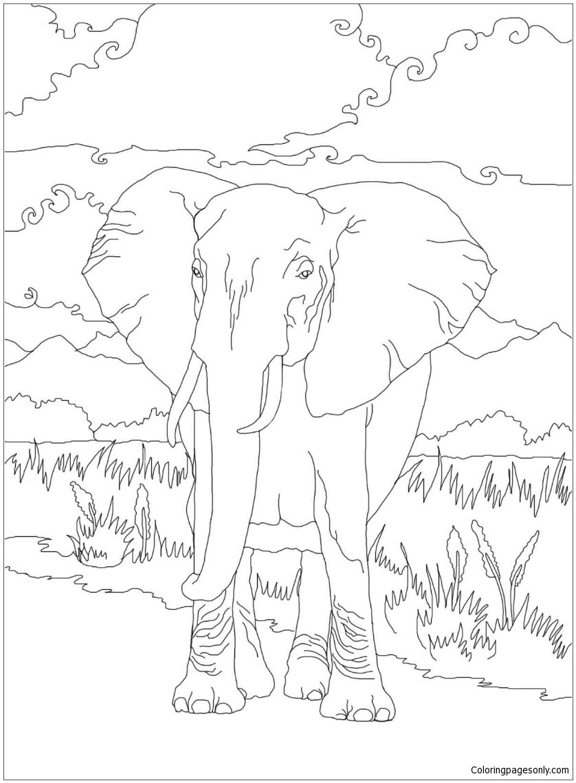 838x1139 African Bush Elephant Coloring Page Deserts Coloring Pages