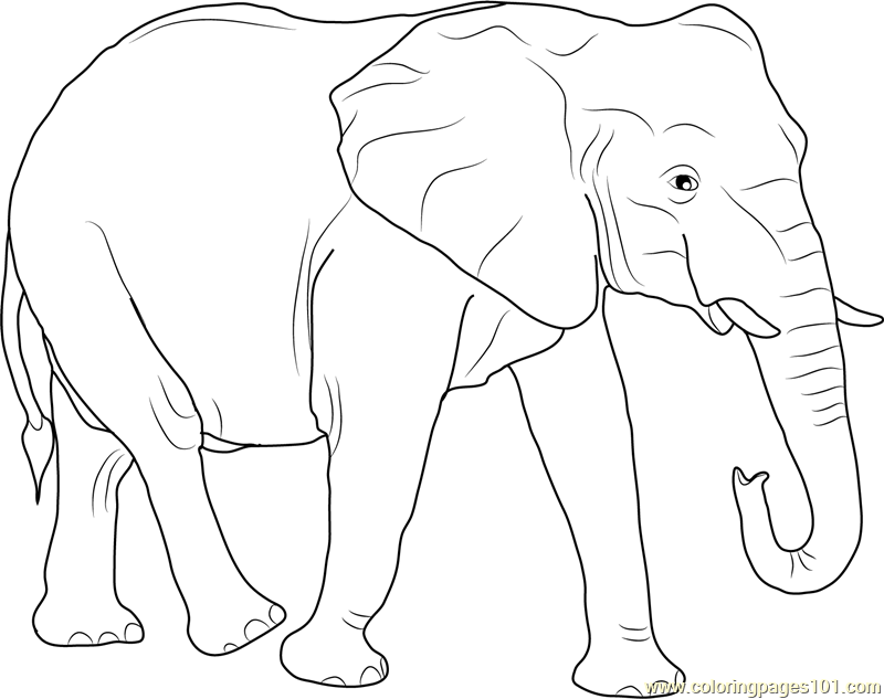 800x633 African Elephant Coloring Page