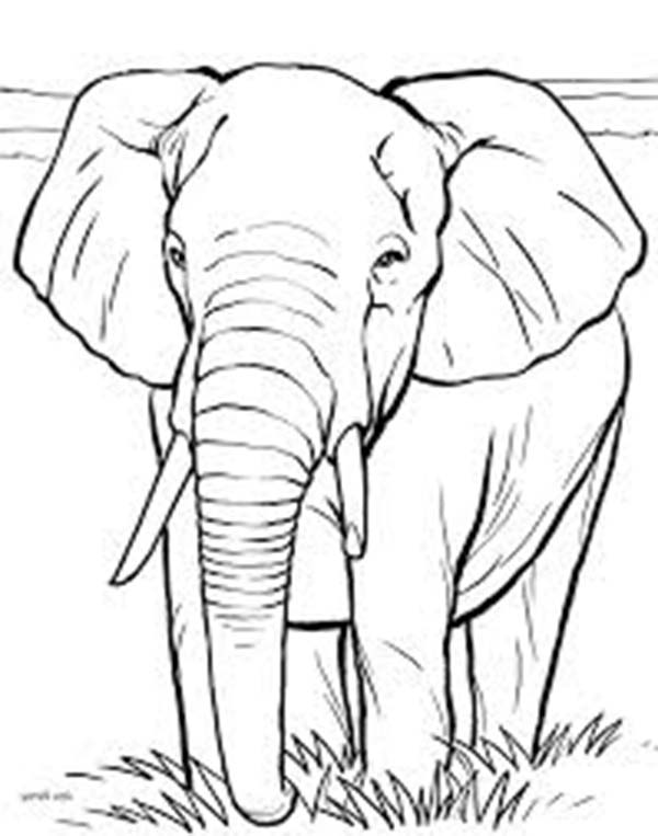 600x763 African Elephant Coloring Page