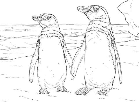 480x360 Humboldt Penguin Pair With Her Couple Coloring Page