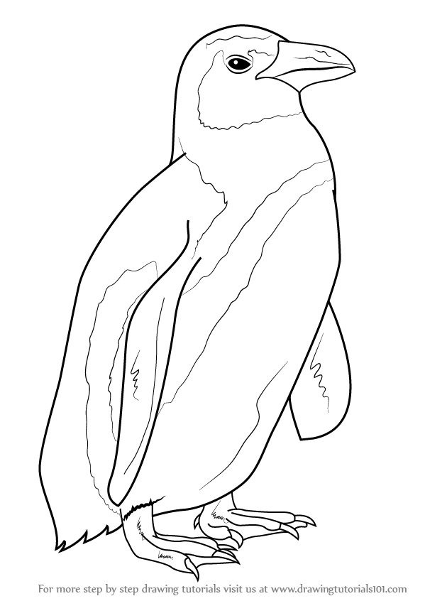 599x846 Learn How To Draw An African Penguin (Sea Water Animals) Step By