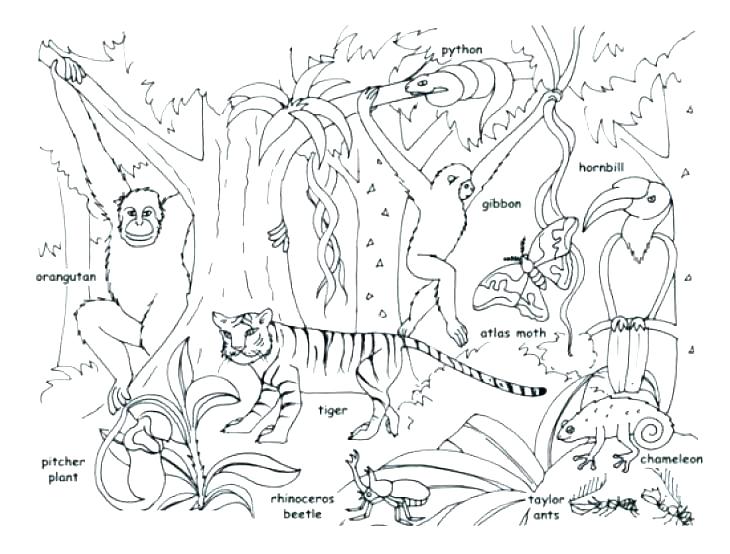 730x554 Safari Coloring Page Safari Jeep Coloring Page Safari Coloring