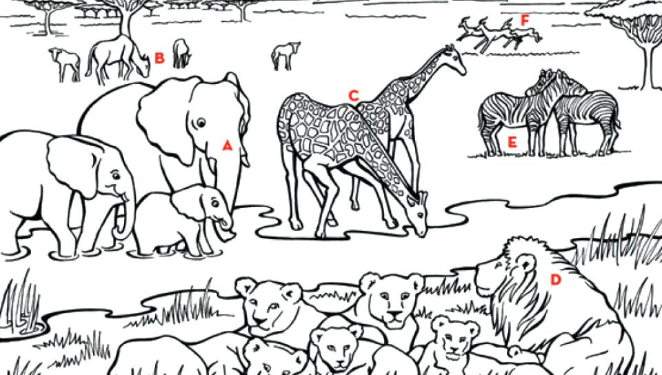 960x544 Best Of African Animal Coloring Pages Pictures Savanna Coloring